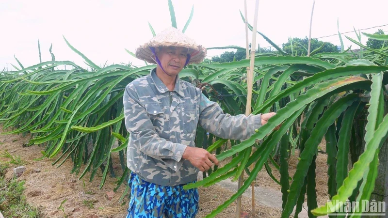 Vu Van Thuy shares the value that dragon fruit brings to the people in Bat Trang. (Photo: Ngoc Tan)