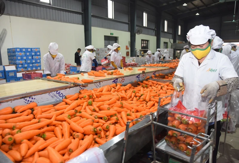 Farmers at Duc Chinh Cooperative in Cam Giang District, Hai Duong Province process and package carrots. (Photo: An Khanh)