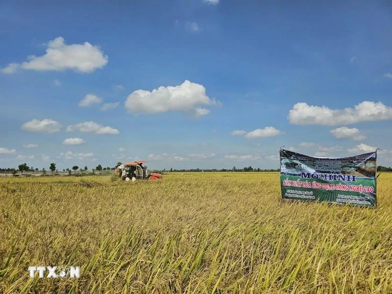 Vietnam annually produces over 43 million tonnes of rice, of which the Mekong Delta accounts for approximately 24 million tonnes. (Photo: VNA)