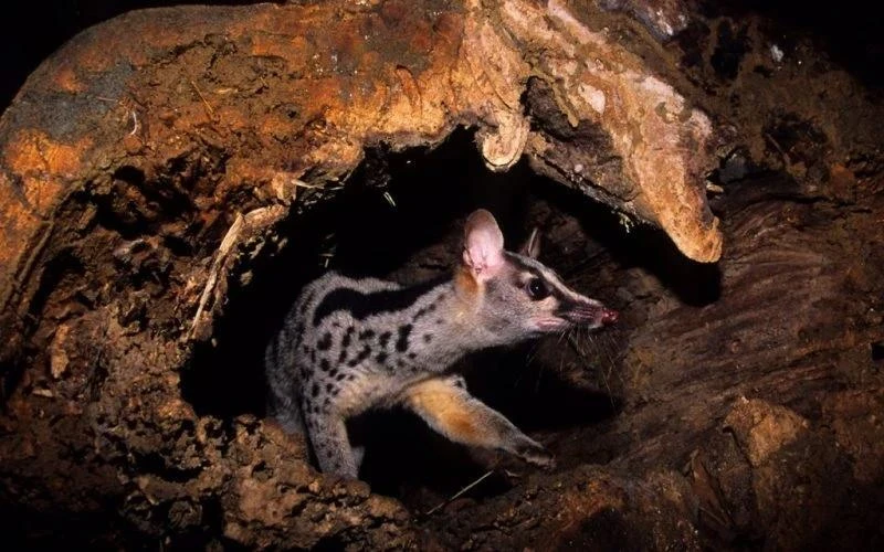 Owston’s palm civet is an endangered animal. (Photo: Save Vietnam's Wildlife)