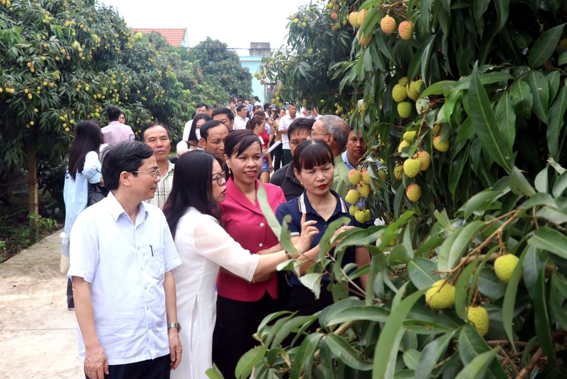 Phu Cu early ripening hybrid lychee growing area in Tam Da Commune, Phu Cu District, Hung Yen Province, produces lychees recognised as OCOP products.