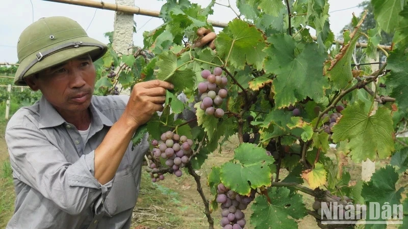 Farmers in Na Chuong village, Mai Pha (Lang Son city) apply science and technology to care for grapes and earn high productivity. (Photo: Hung Trang)