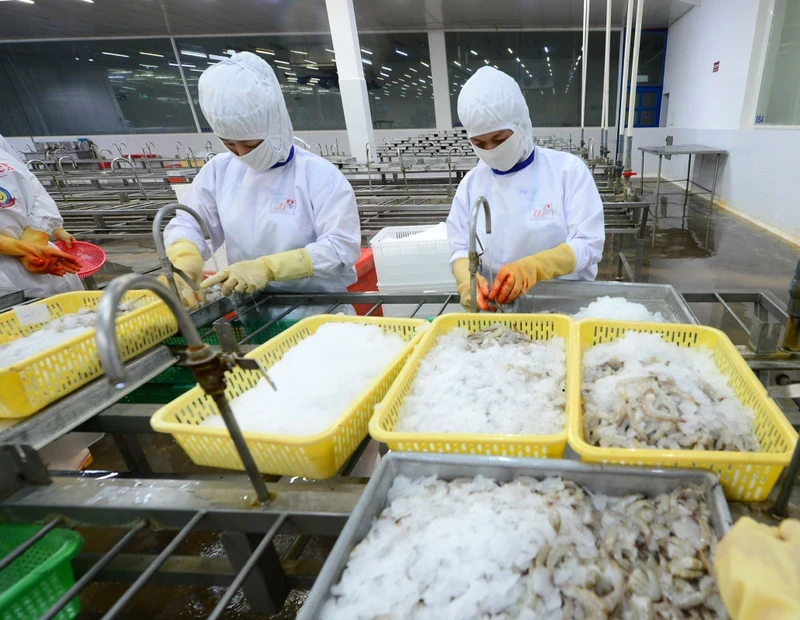 Processing seafood for export at Cafatex Hau Giang Seafood Joint Stock Company. (Photo: Quoc Tuan)