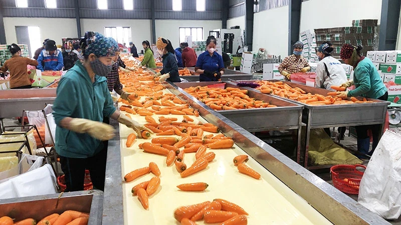 Preliminary processing of carrot products at Duc Chinh Agricultural Service Cooperative, Cam Giang District, Hai Duong Province.