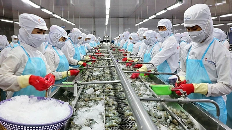 Processing shrimp for export at the factory of Minh Phu Seafood Corporation. (Photo: Phi Son)