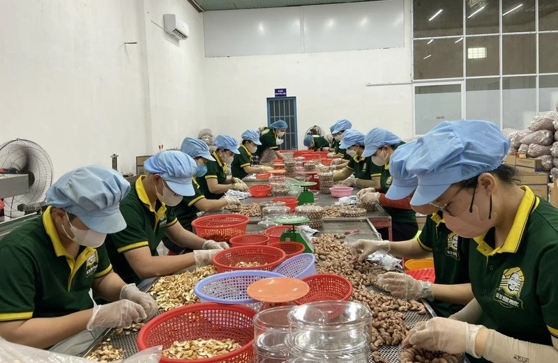 Packaging cashew products at Gia Bao Group Joint Stock Company in Dong Xoai City, Binh Phuoc Province.