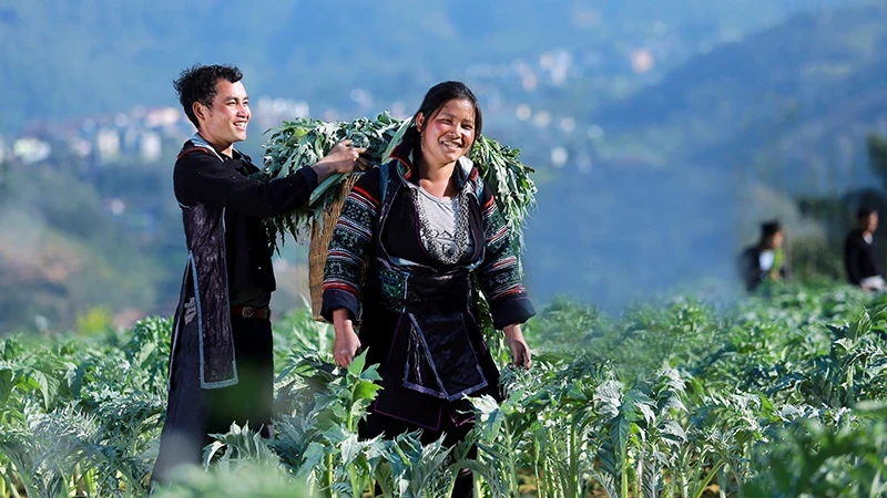 Artichoke harvest season in Sa Pa, Lao Cai Province. (Photo: Hoang Lien)