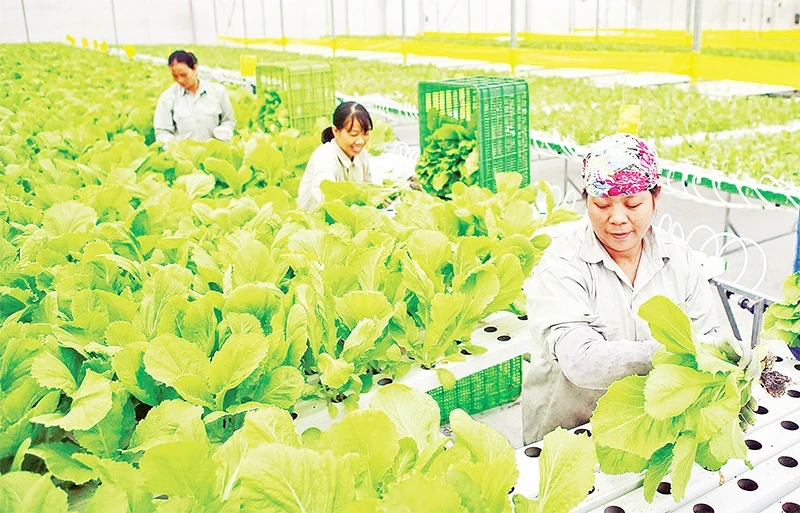 Harvesting clean vegetables at VinEco farm in Tam Dao Town, Vinh Phuc Province. (Photo: Thanh Ha)