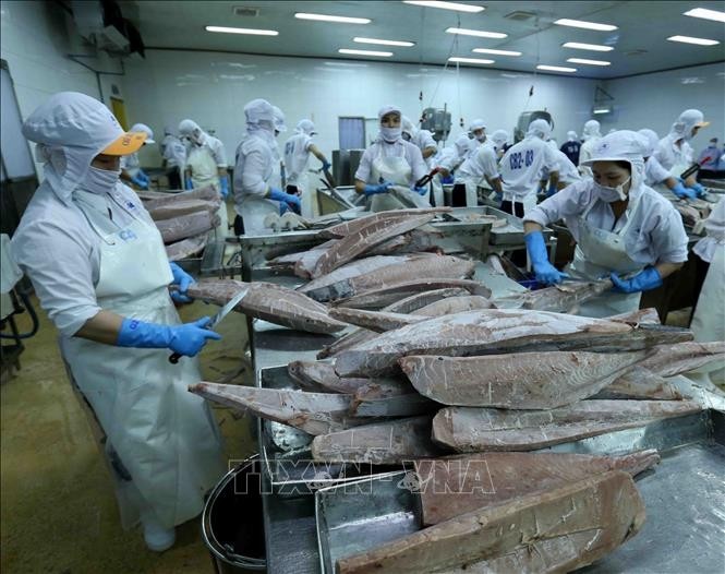 Processing frozen ocean tuna for export at the Binh Dinh Seafood JSC's plant. (Photo: VNA)