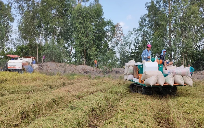 Rice harvest in Truong Xuan Commune, Thap Muoi, Dong Thap. (Photo: Huu Nghia)