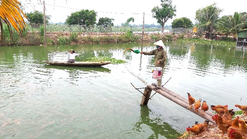 Circular livestock farms with closed cycles in Vo Ninh Commune, Quang Ninh District, Quang Binh Province.