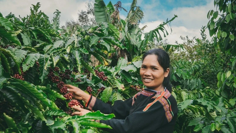 Coffee harvest in Krong Nang District, Dak Lak Province.