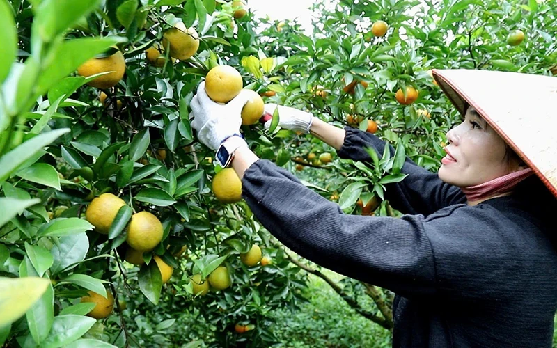 People in Hoa Binh Province harvest oranges.