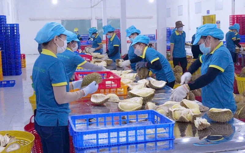 Processing frozen durian at Minh Hang Company Limited, Duc Lieu Commune, Bu Dang District, Binh Phuoc Province. (Photo: NHAT SON)