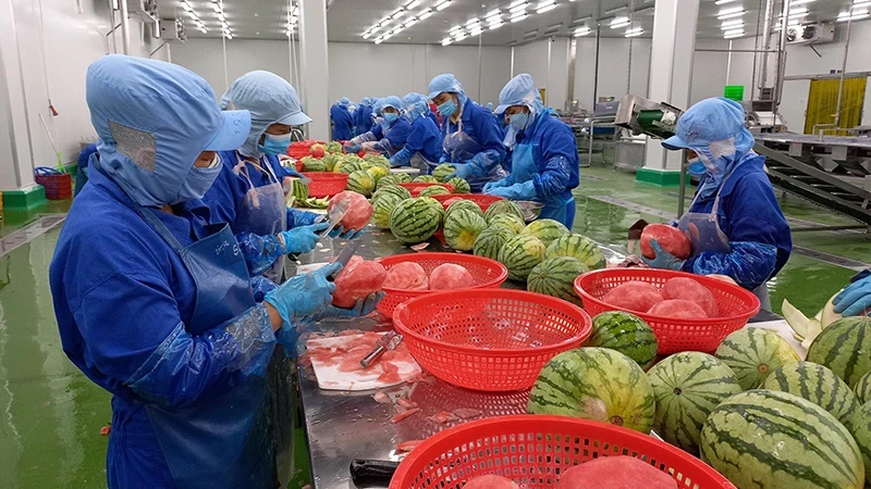 Fruit and vegetable exports have many opportunities for growth in the UAE. Photo: Processing watermelon at Thabico Tien Giang Food Industry Joint Stock Company. (Photo: NGUYEN SU)