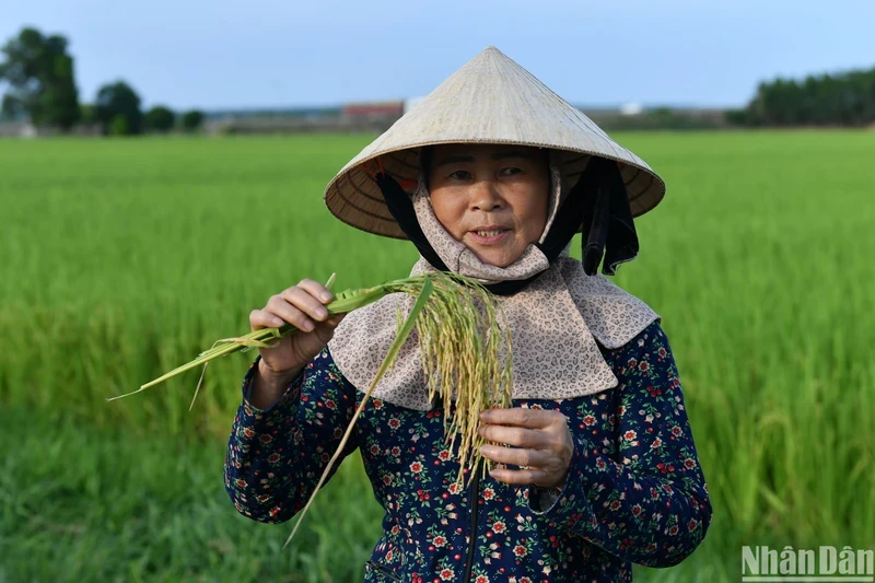 Nguyen Thi Nguyet stands on her family’s organic rice field.