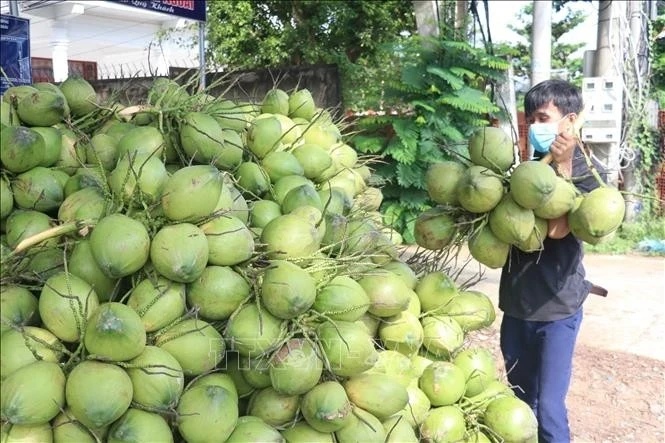 Vietnam ranks sixth among the top ten coconut-producing countries, with an annual output of nearly 2 million tonnes (Photo: VNA)