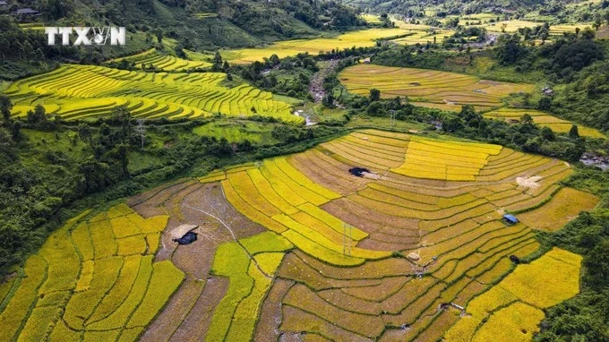 Golden-ripened rice season in Dien Bien province, Muong Nhe district (Photo: VNA)