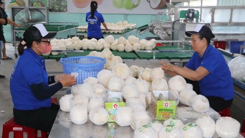 Processing fresh coconut for export at Hung Thinh Phat Cooperative, Cho Gao District, Tien Giang Province. (Illustrative photo: VNA)