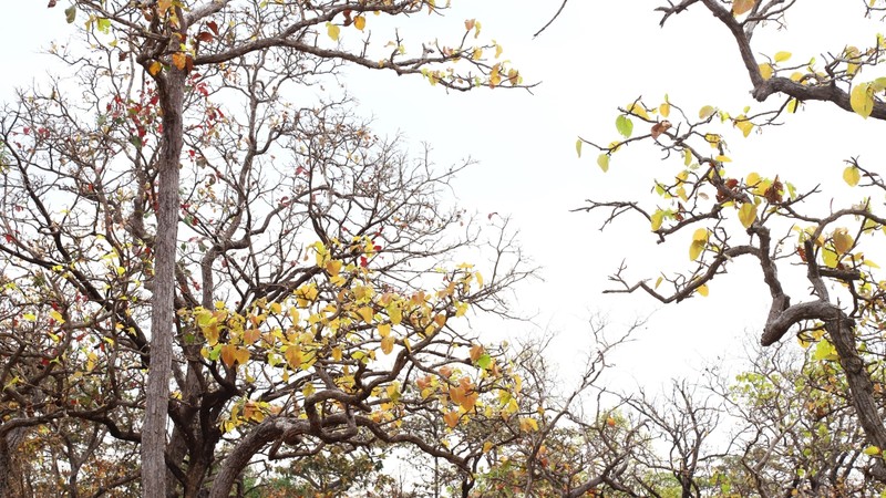 In Pictures: Dreamy forests in dry season of Central Highlands 