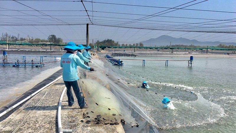 Farmers are harvesting hi-tech farmed shrimp at Dac Loc Seafood Co., Ltd (in Phu Yen Province).