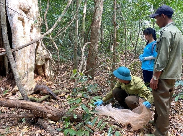 A Sunda pangolin (manis javanica) is released to the wild. (Photo: VNA)