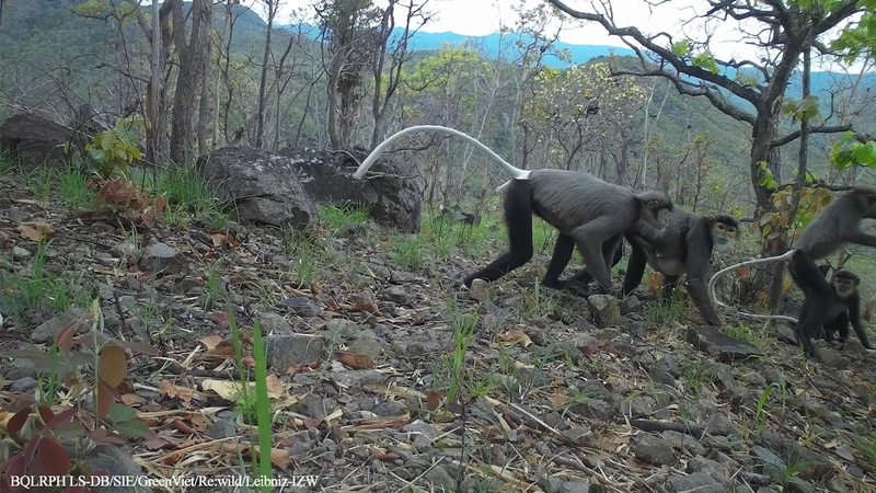 Black-shanked douc. (Photo: The management board of Long Song-Da Bac protective forest)