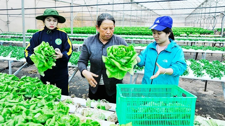 The Land Law 2024 will make it easier for businesses to access "clean" land funds for investment and agricultural production. (Photo: HAI NAM)