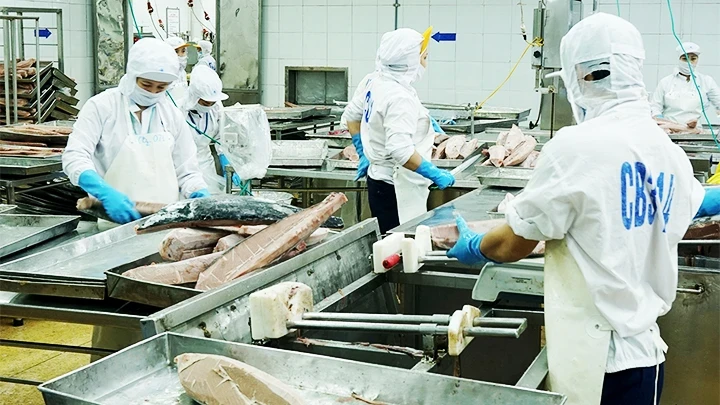 Processing tuna for exports. (Photo: NAM ANH)