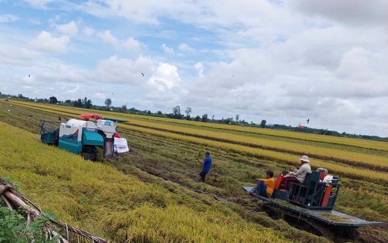 Harvesting rice in Vinh Thanh District, Can Tho City. (Photo: HA ANH)