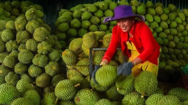 Vietnam's durian export revenue reaches 3.3 billion USD in 2024. (Photo: NDO)