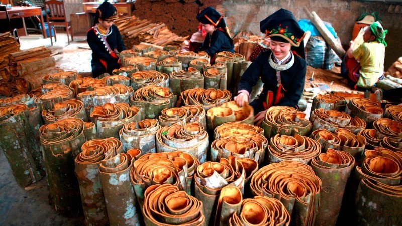 Cinnamon cultivation brings high economic value to farmers in Yen Bai Province.