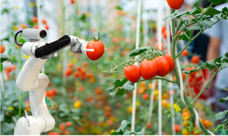 A fruit-picking robot has been developed from a science and technology project by the University of Engineering and Technology under Viet Nam National University, Ha Noi.