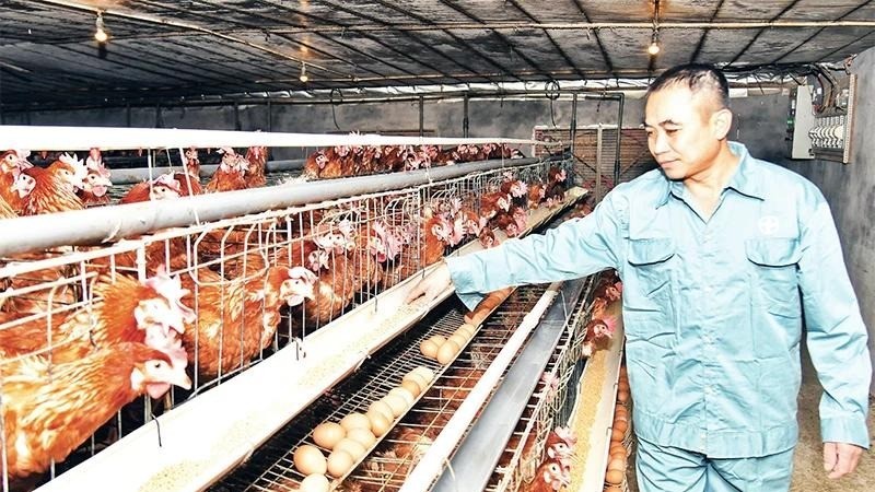 Applying science and technology to develop poultry farming towards commodities in Can Huu Commune (Quoc Oai District) has brought high economic efficiency to the people. (Photo: NDO)