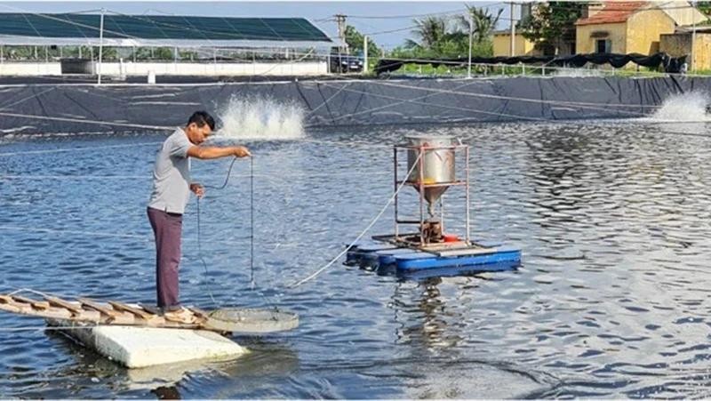 Shrimp farming in three phases at Tan An Seafood JSC, Quang Yen Town, Quang Ninh Province. (Photo: NDO)