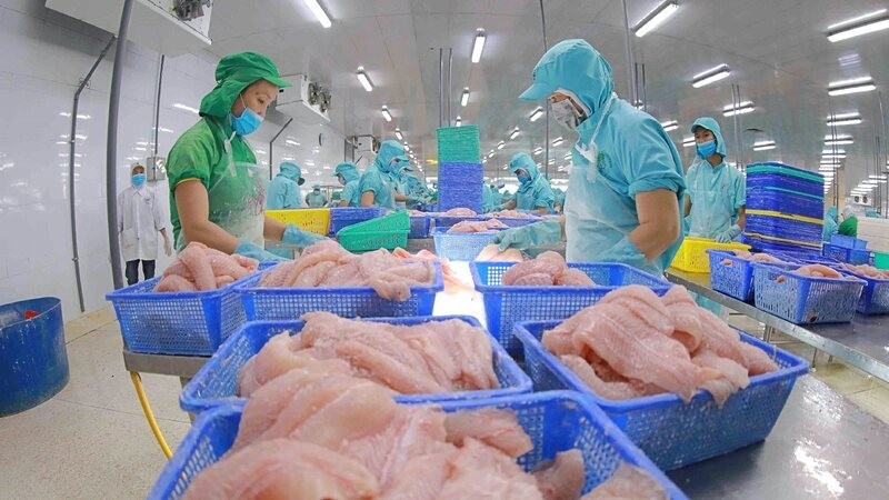 Pangasius exports maintain strong growth momentum