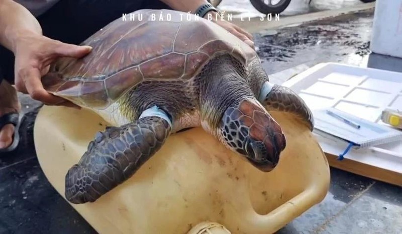 The green sea turtle, scientifically named Chelonia mydas, is listed as an endangered species and prioritised for protection. (Photo: VNA)