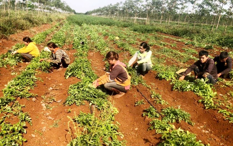 Ginseng growing garden according to GACP-WHO standards in Chu Pong commune, Chu Se (Gia Lai).