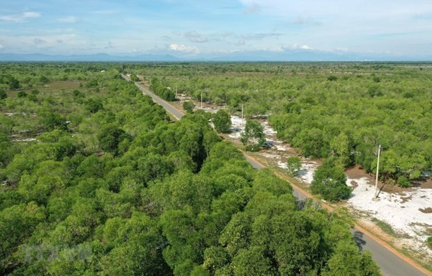 Forest in the central province of Quang Tri. (Photo: VNA)