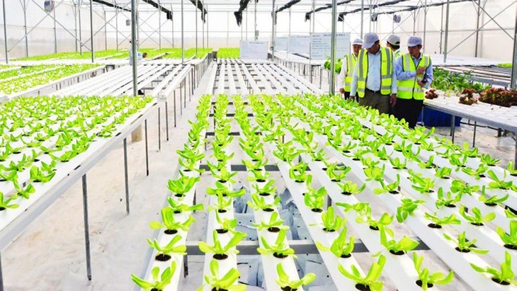 DelcoFarm farm in Nguyet Duc commune, Thuan Thanh district, Bac Ninh. (Photo: PHI TRUONG)