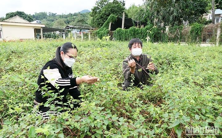 Planting and preserving honeysuckle medicinal herb varieties at Dao Duc Seed Centre, Ha Giang Province. (Photo: KHANH TOAN)