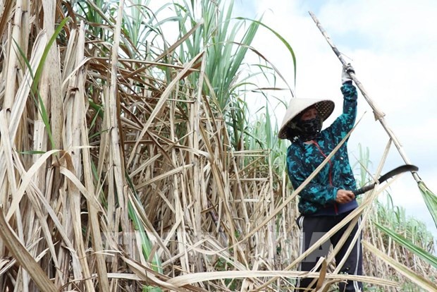 A farmer harvests sugarcane (Photo: VNA)