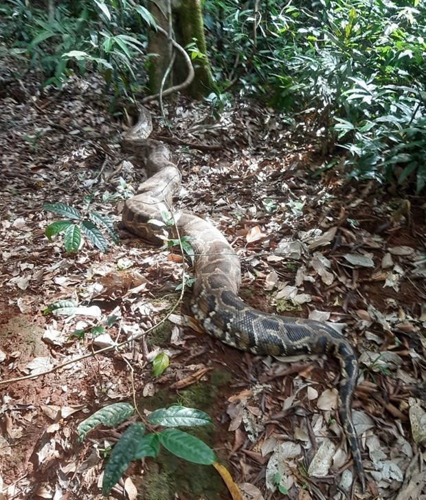 The reticulated python (Python reticulatus). (Photo: VNA)