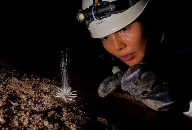 Unseen species found in Phong Nha Ke Bang National Park. (Photo: tuoitre.vn)