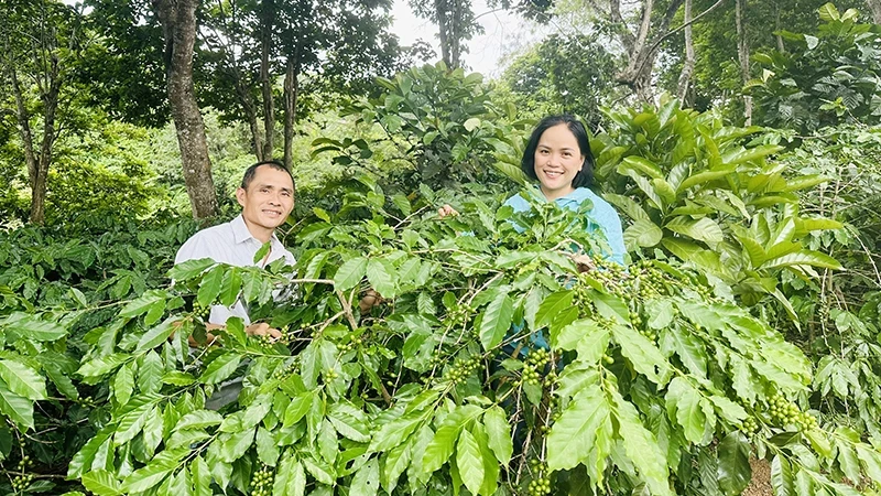 Luong Thi Ngoc Tram and Phan Hong Phong at the Khe Sanh Arabica coffee garden.