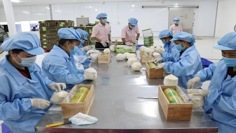 Vietnam's fresh coconuts have many opportunities for export growth in the Chinese market.