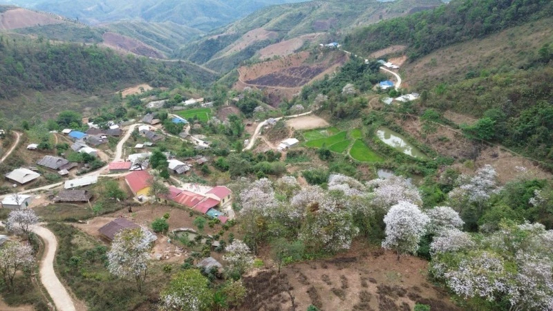 To attract visitors to the ancient forest in Nam Cum Village, Ngoi Cay Commune, Muong Ang District is currently implementing the construction of infrastructure works and renovating the campus around the village.