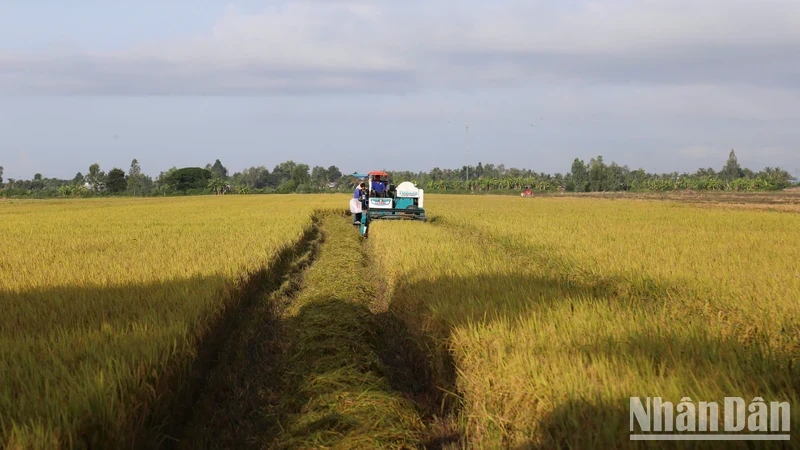 High-quality rice production model on large-scale fields in Phu Tho.