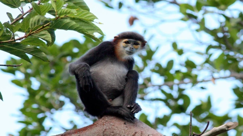 Black-shanked douc langur, the symbol of Nui Chua National Park.