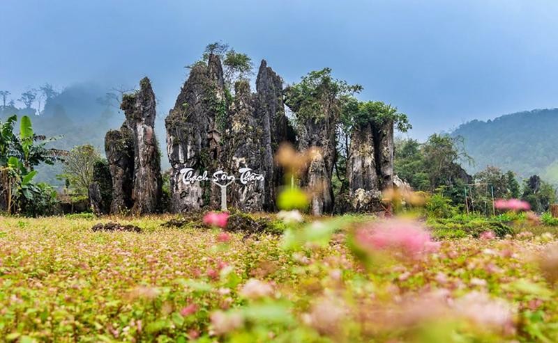 During the blooming season of buckwheat flowers, Thach Son Than is coated with an attractive beauty. (Photo: hanoimoi.com.vn)